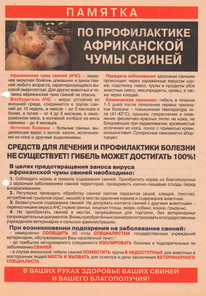 Африканская чума свиней.jpg Африканская чума свиней.jpg